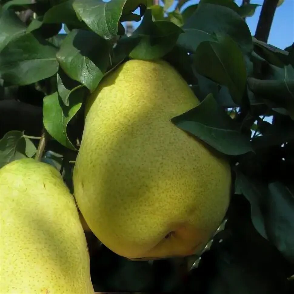 Груша колоновидная кармен. Груша чижовская колоновидная. Груша колоновидная медовая. Груша колоновидная санреми. Груша колоновидная санреми.