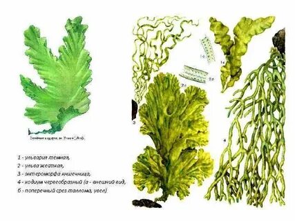 Ульва какая среда