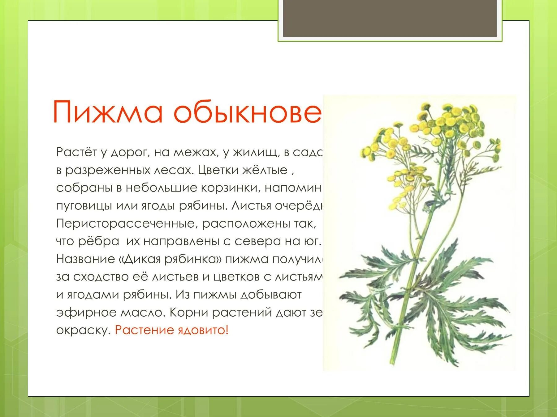Ядовитые растения окружающий мир 2 класс сообщение