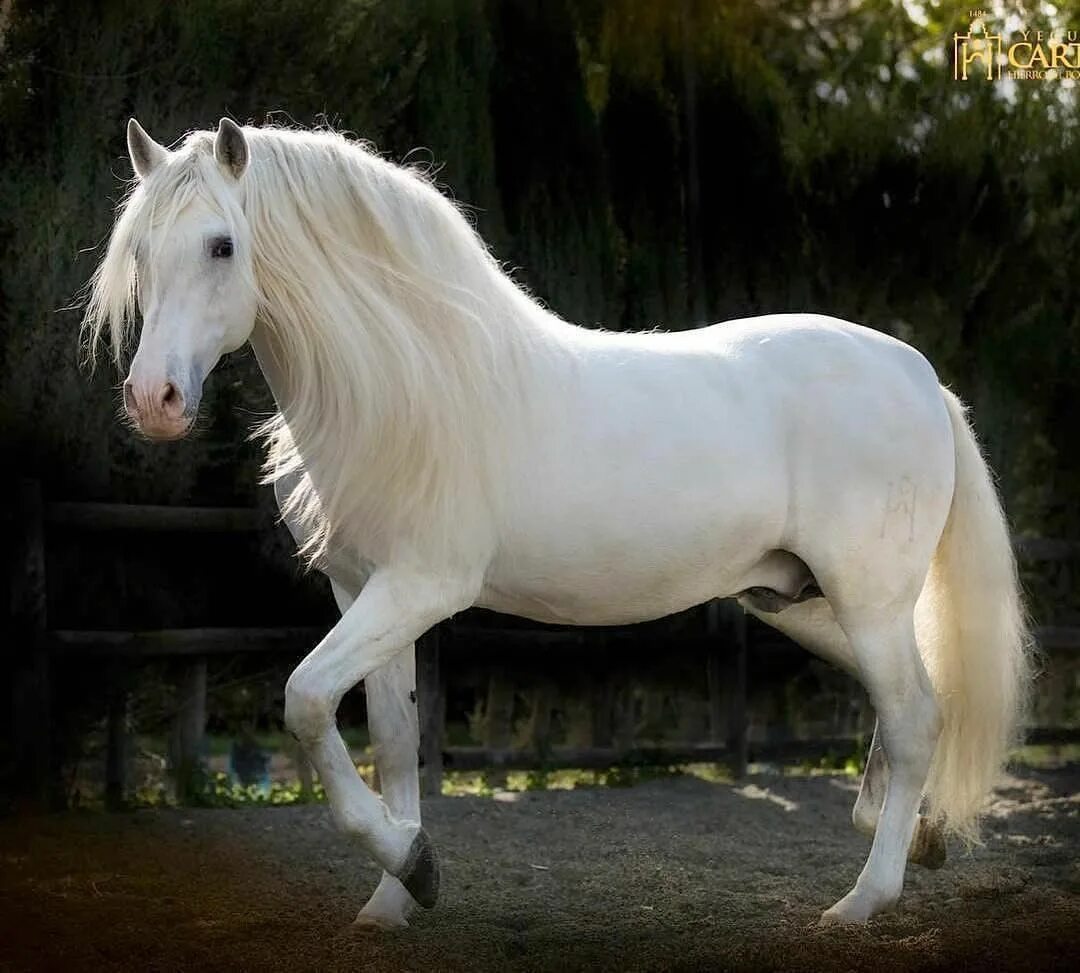 Белоснежные лошадки. Липпицианская лошадь белая. Липицианская порода. Липициа́нская порода лошадей. Липиццианская порода лошадей.