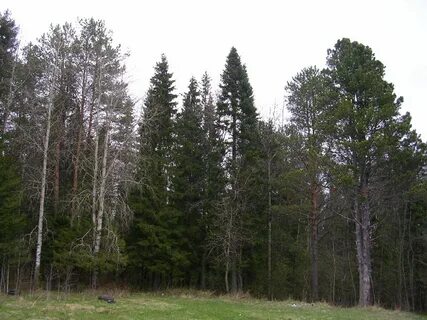 Береза кедр