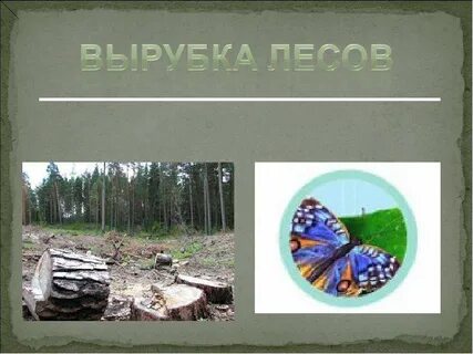 Экологическая презентация лес