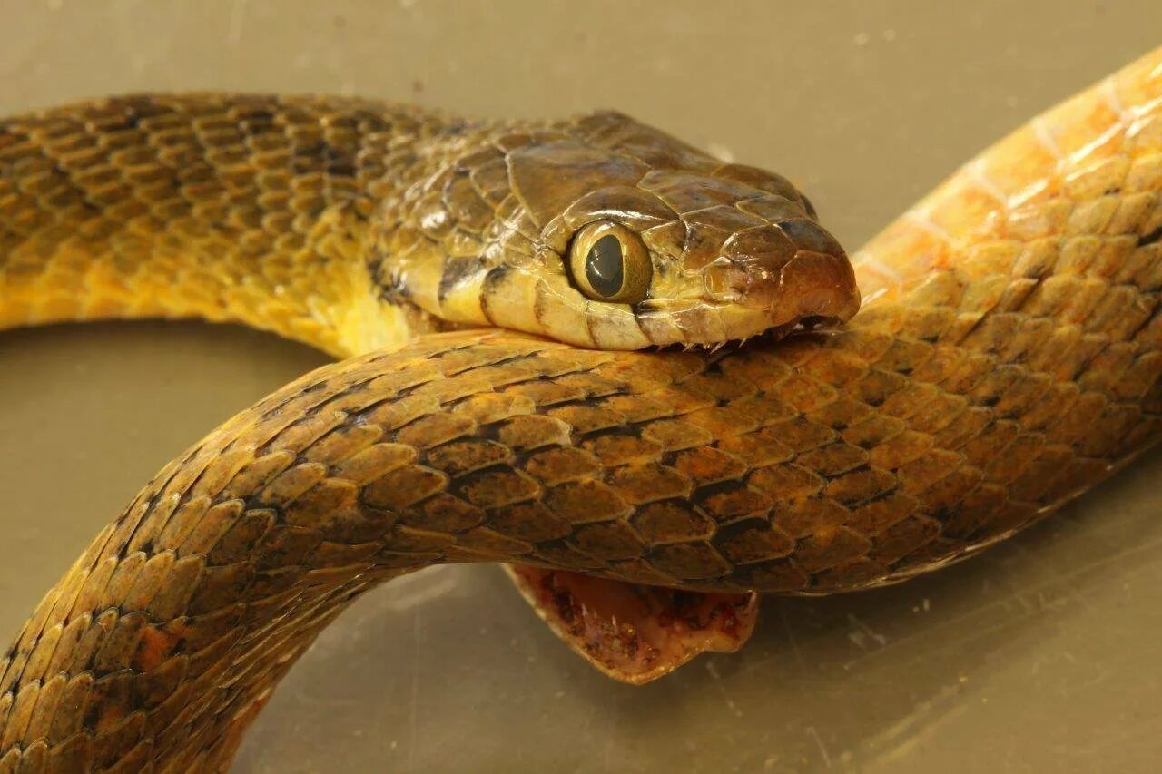 Snake bites