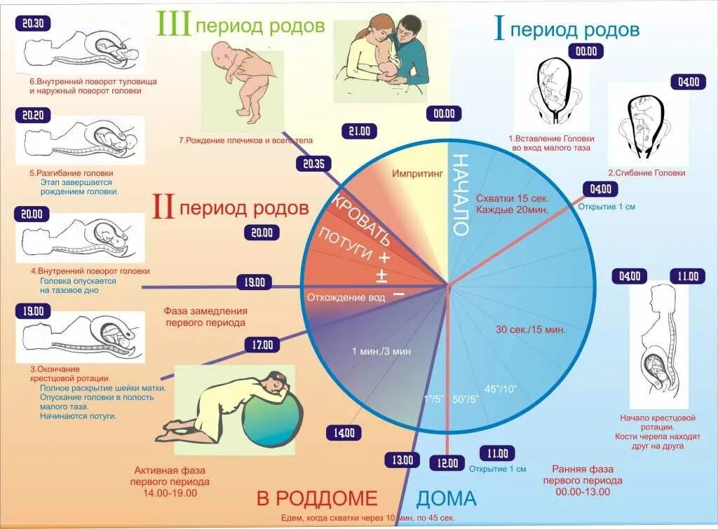 Фазы 3 периода родов. Периоды родов Длительность родов. Роды периоды и Продолжительность. Роды этапы по времени.