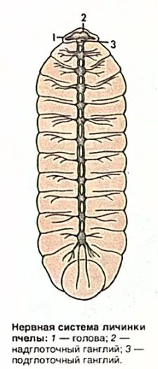 типы личинок и куколок насекомых. системы личинки. системы личинки. системы личинки. личинка жука плавунца строение.