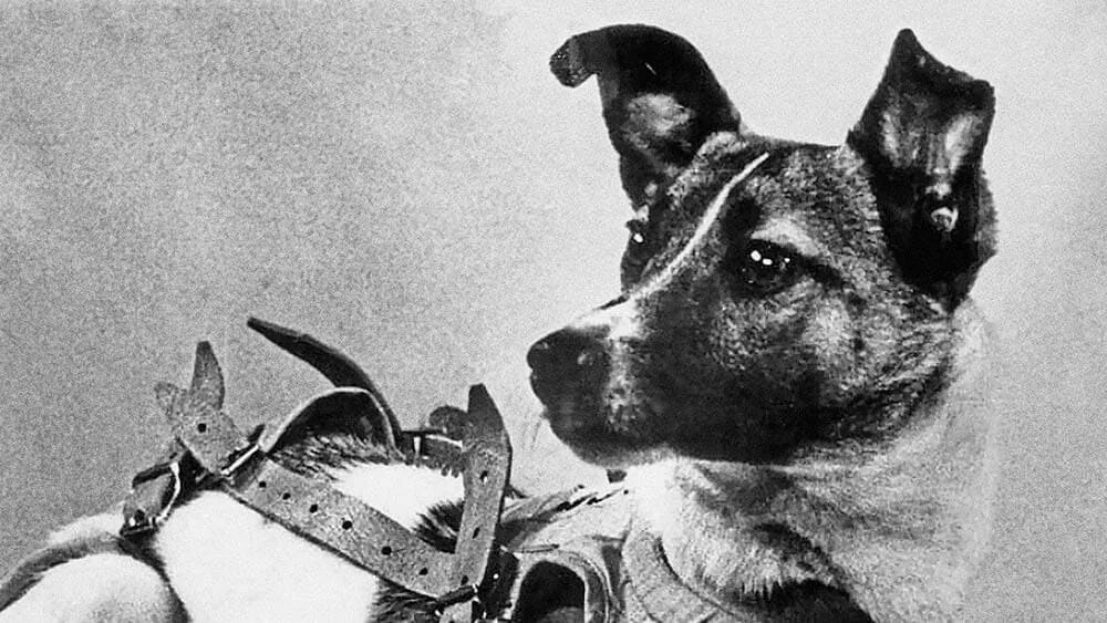 Самые первые собаки полетевшие в космос. 1957 Лайка в космосе. Собака лайка 1957. Лайка первый космонавт. Первый полет лайки в космос.