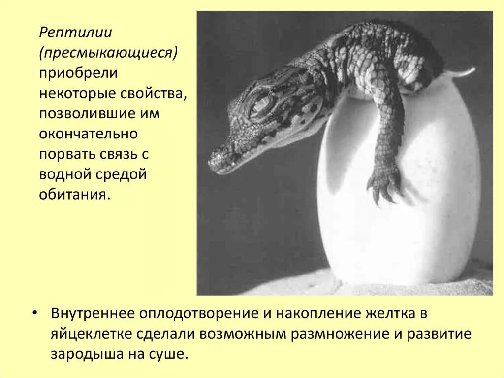 В связи с жизнью на суше. Внутреннее оплодотворение рептилий. Оплодотворение у пресмыкающихся. Внутреннее оплодотворение у пресмыкающихся. Размножение и развитие рептилий.