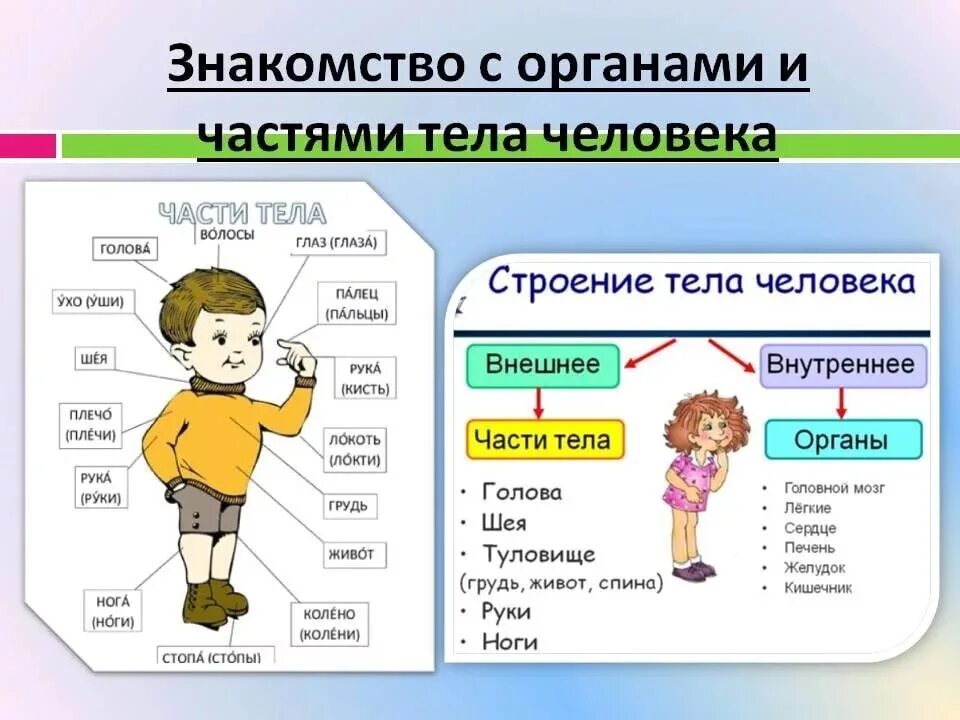 Знать строение человека. Организм человека для дошкольников. Строение человека для дошкольников. Человек части тела для дошкольников. Внешние органы человека для дошкольников.