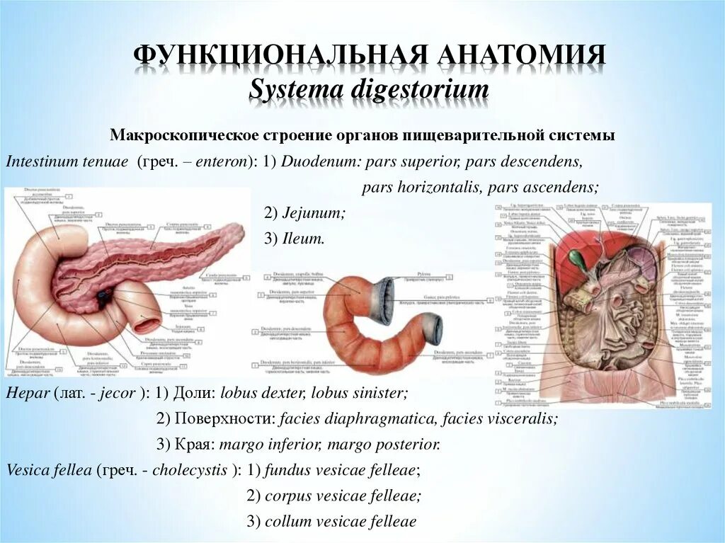 Функциональная анатомия. Спланхнология пищеварительная система анатомия. Спланхнология органов пищеварения. Карточки по анатомии Спланхнология. Ковид органы