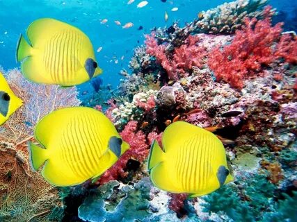 Sous marins