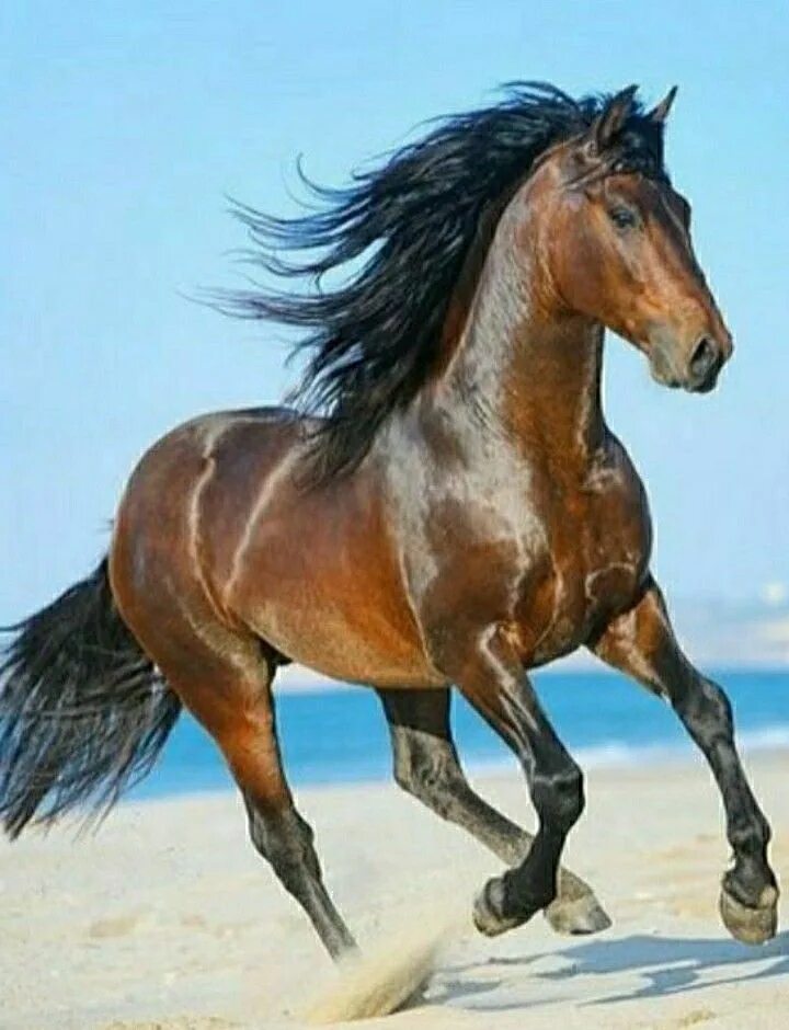Какая кличка у лошади. Андалузская лошадь гнедая. Пегий Мустанг лошадь. Клички коней. Красивые имена для лошадей кобыл.