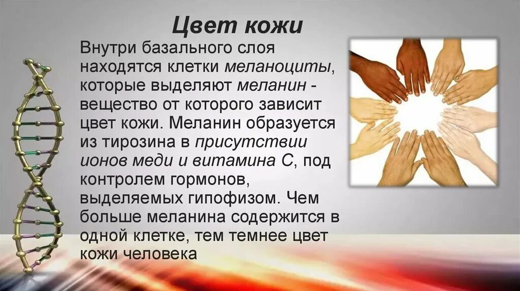 Физиологические функции гормона. Пигмент меланин синтезируют. Синтез меланина в коже схема. Меланин роль в организме. Меланосомы гистология.