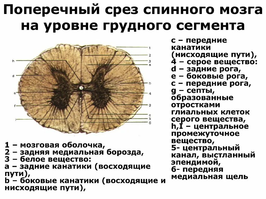 Срез серого вещества спинного мозга. Срез серого вещества спинного мозга. Передние задние и боковые рога спинного мозга. Спинной мозг строение поперечный срез. Срез спинного мозга проводящие пути.
