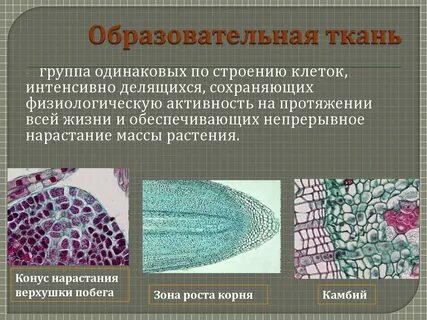 Клеткам проводящей ткани относятся