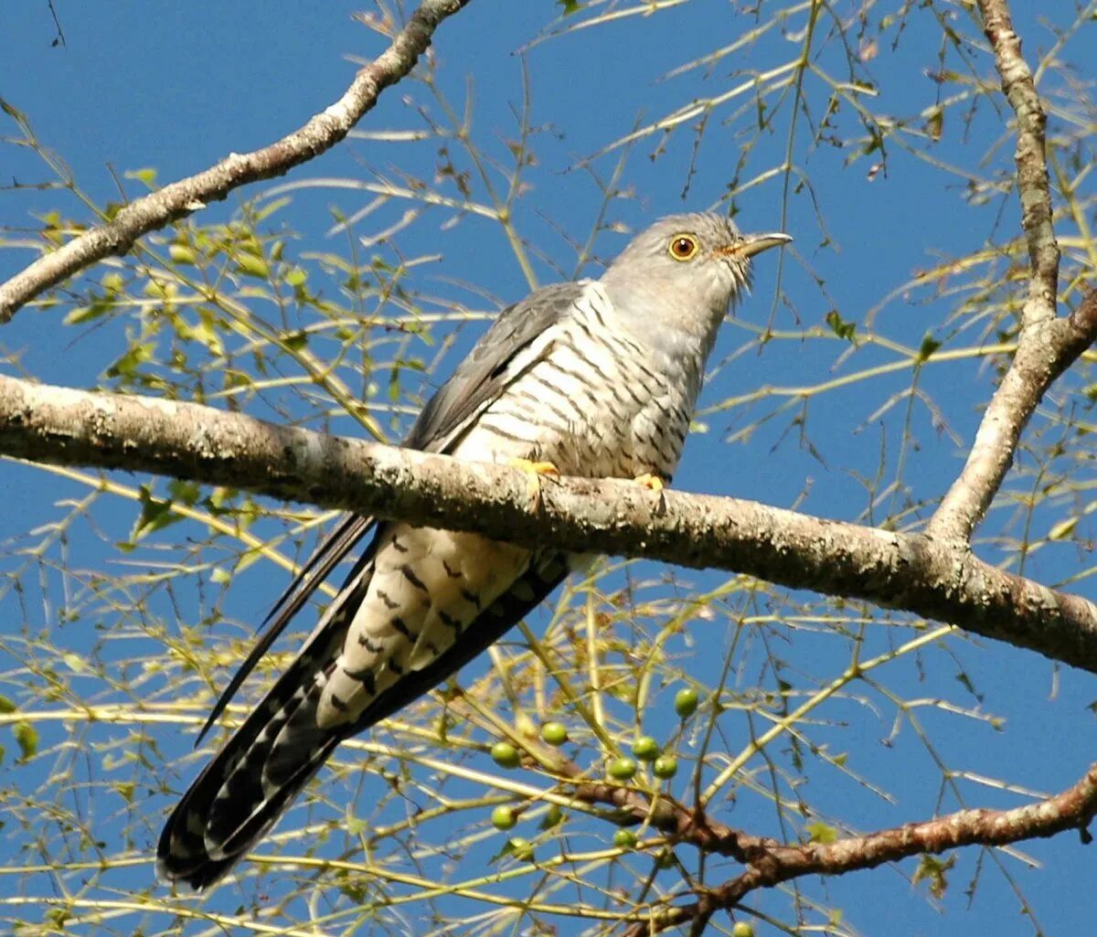 Лесные птицы Кукушка. Кукушка глухая Cuculus saturatus (Gould, 1845). Кукушка Перелетная птица. Кукушка фото птицы.