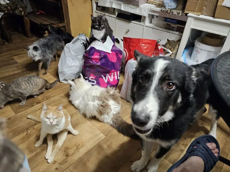 дари добро приют новосибирск. щенок миндалька. дари добро приют новосибирск. приют дари добро в новосибирске для бездомных животных. огромная собака шолоховский приют.