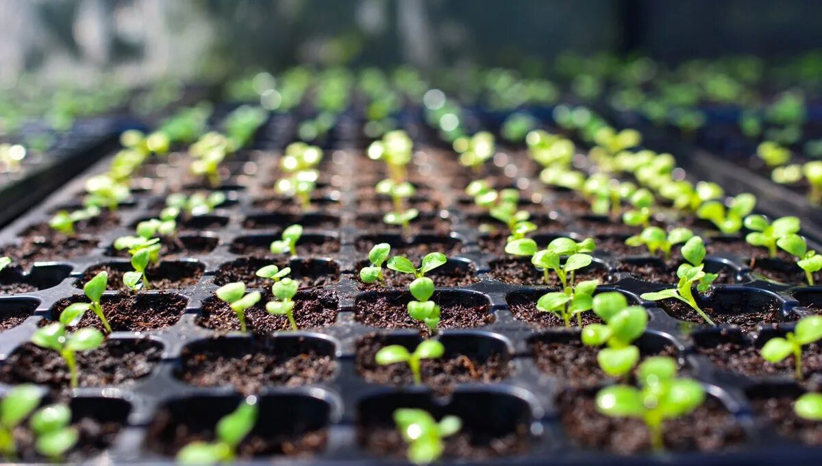 Пикировка баклажанов. Пикирование рассады что это. Пикировка базилика урожайный огород. Сеем рассаду видео. Пикировка рассады томатовпогурцы.