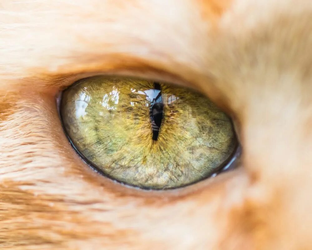 Глаза кошки. Кошачий глаз. Зрачок кота. Кошачий глаз крупным планом. Время глазами кошки