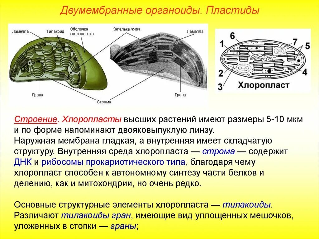 Осуществляет синтез углеводов органоид