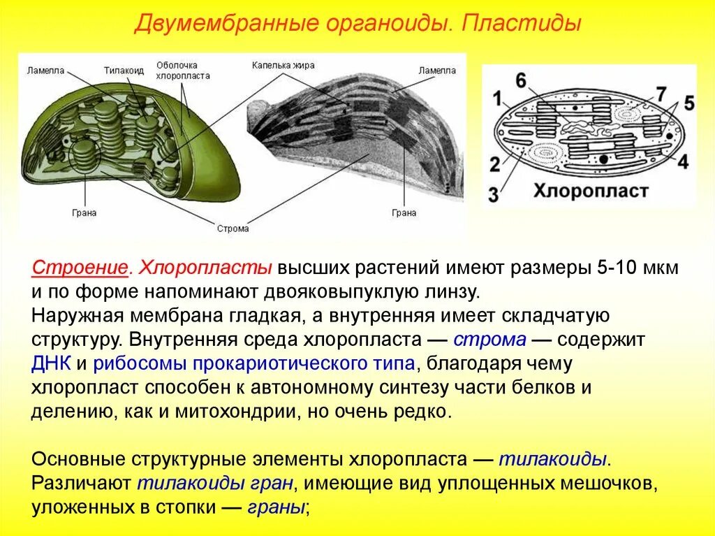 Хлоропласты имеют форму. Хлоропласты Строма тилакоиды граны. Строение хлоропласта роль Строма. Строение хлоропласта Ламелла. Строение растительной клетки пластиды.