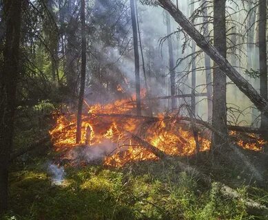 Лесной пожар в населенном пункте