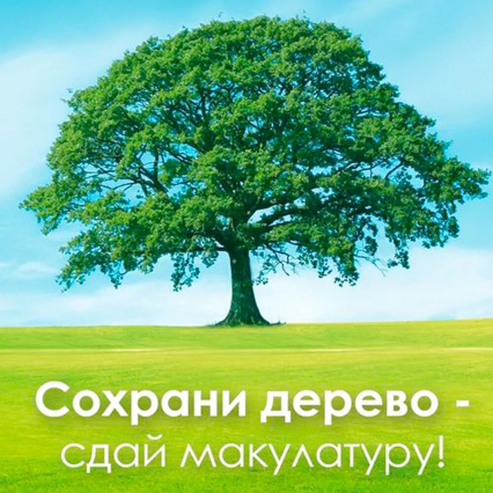 Собери макулатуру сохрани дерево. Спаси дерево. Спасем деревья. Сохрани дерево Сдай макулатуру.