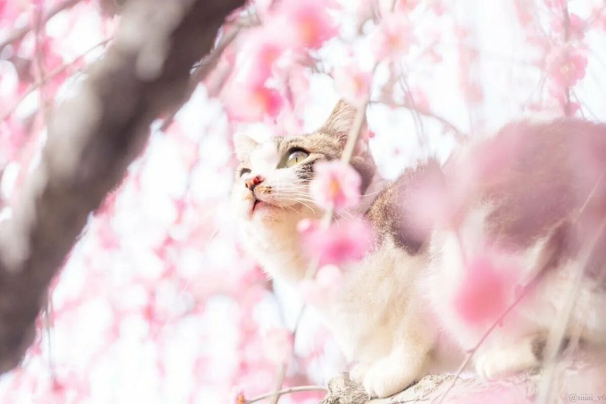 Весенняя кошечка. Коты на фоне Сакуры. Коты весной.