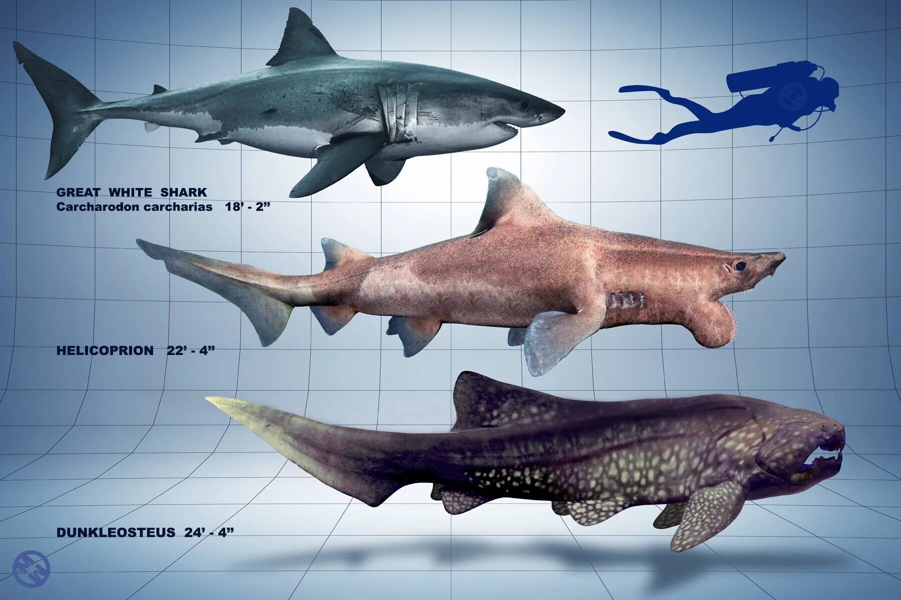 Какой длины акула. Акула ДУНКЛЕОСТЕЙ. ДУНКЛЕОСТЕЙ геликоприон. Геликоприон акула. ДУНКЛЕОСТЕЙ И МЕГАЛОДОН.