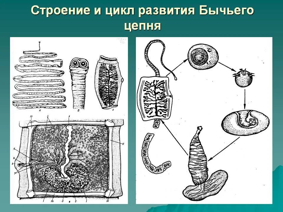 Какое развитие у бычьего цепня. Ленточные черви бычий цепень строение. Ленточные черви бычий цепень. Цикл развития ленточного червя бычий цепень. Ленточные черви свиной цепень жизненный цикл.