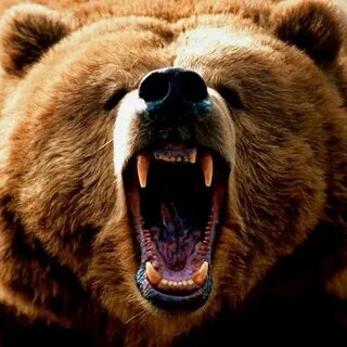 Scary bear