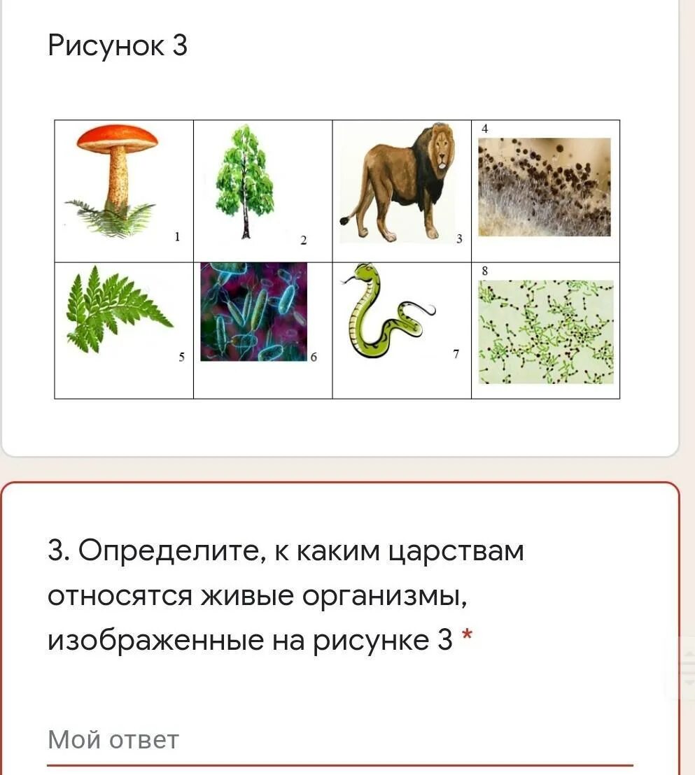 Царства живых организмов рисунок. К каким царствам относятся организмы. К каким царствам относят организмы изображенные на рисунке. К какому царству относится организм изображенный на рисунке. Какие живые организмы относятся к царству растений.