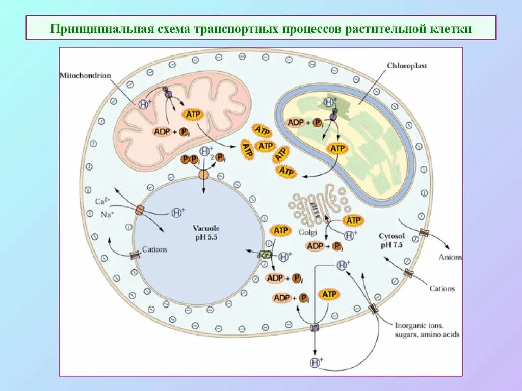 Минеральное питание клеток. Процессы в растительной клетке. Основные процессы растительной клетки. Питание растительной клетки.