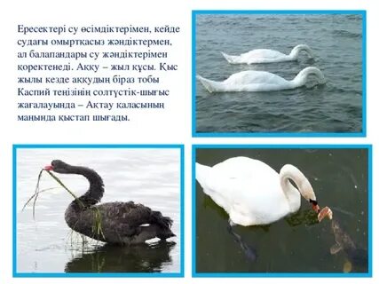 Автоматты бейне