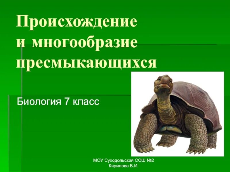 Назовите 3 пресмыкающихся. Многообразие песмыкающих. Многообразие пресмыкающихся. Происхождение пресмыкающихся. Многообразие пресмыкающихся 7 класс биология.