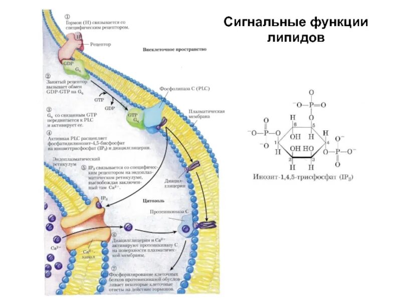 Общие функции липидов. Сигнальная функция липидов. Функции липидов в организме таблица. Синтез липидов функции клетки.