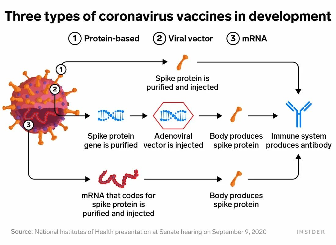 Вакцина коронавирус MRNA. Схема действия РНК вакцины. Типы вакцин от коронавируса. Векторные вакцины. Векторный коронавирус