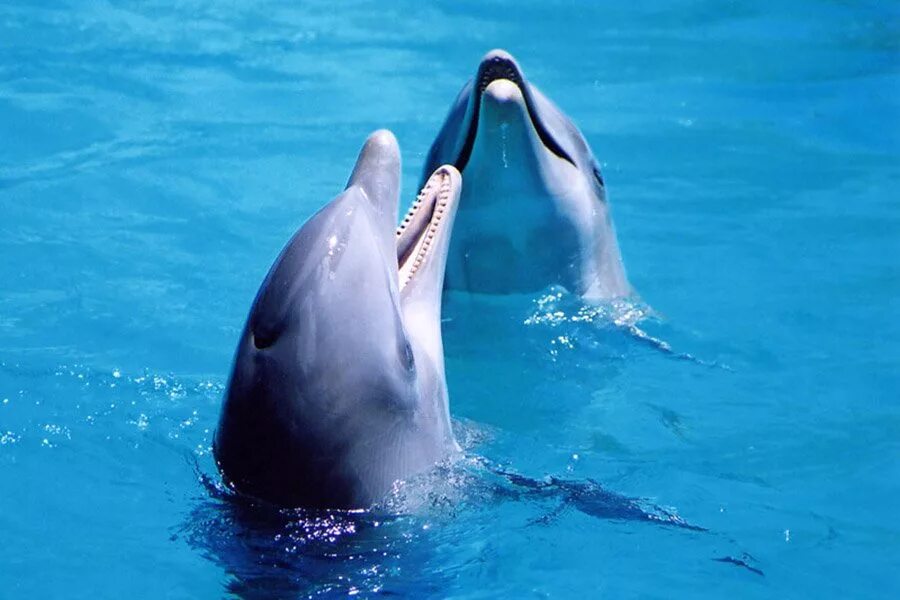 Дельфин какой звук. Дельфины. Дельфины общение. Дельфины фото. Разговор дельфинов.