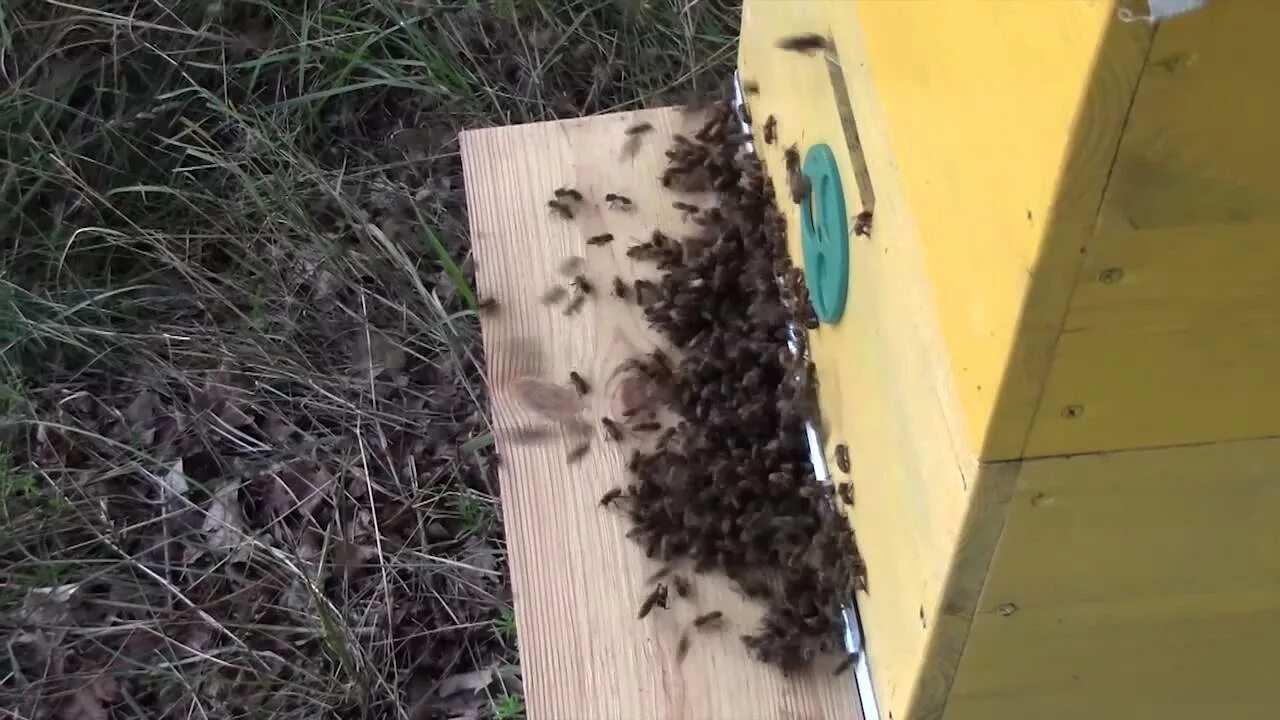 Улей для пчел. Напад пчел. Воровство пчел. Пчелы в улье.