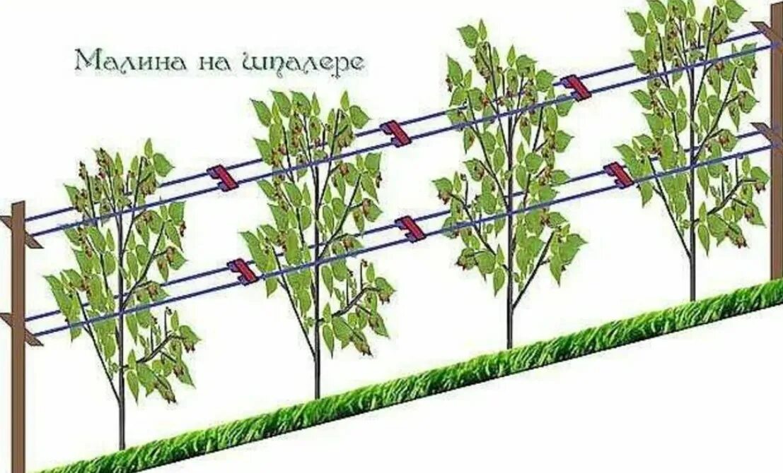 Разные сорта малины можно рядом сажать. Подвязка ремонтантной малины. Подвязка малины на шпалере. Посадка малины на шпалере. Шпалера для ремонтантной малины.