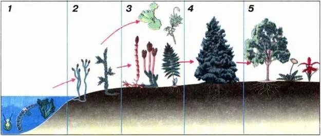 Выход растений на сушу. Первые наземные растения. Выход водорослей на сушу. Выход растений на сушу схема. Выход многоклеточных животных на сушу произошел