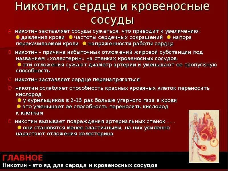 Воздействие никотина на кровеносные сосуды