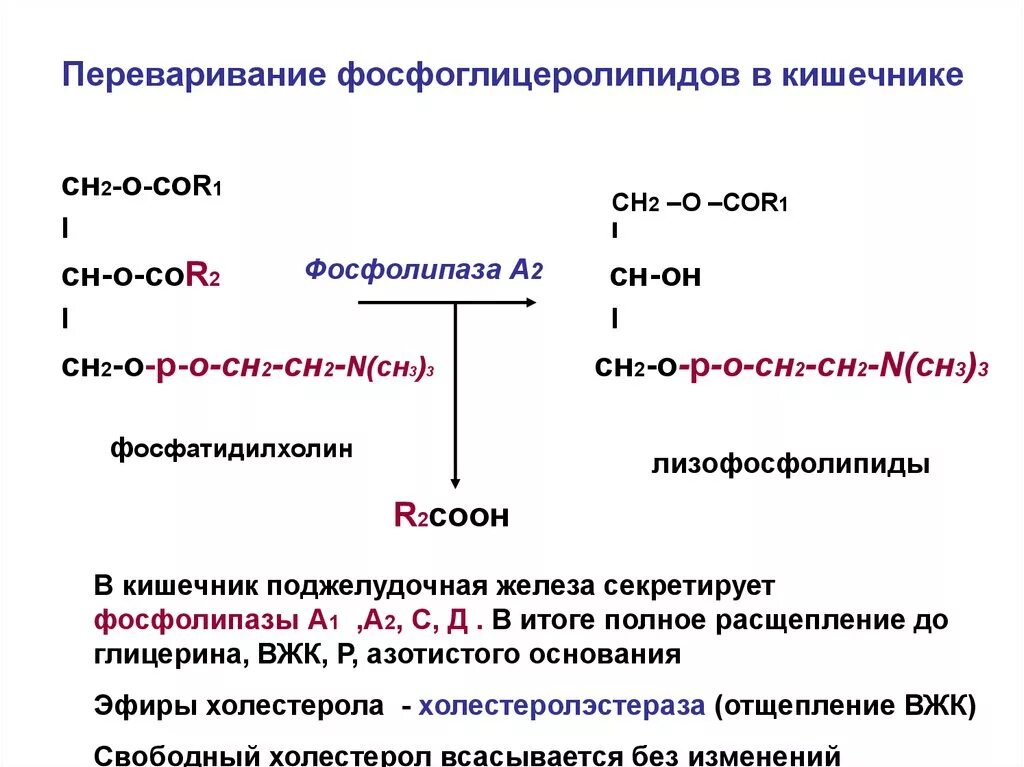 Сн2 1а. Переваривание фосфолипидов схема. Переваривание глицерофосфолипидов. Реакция катализируемая фосфолипазой а2. Гидролиз фосфатидилэтаноламина под действием фосфолипазы с.