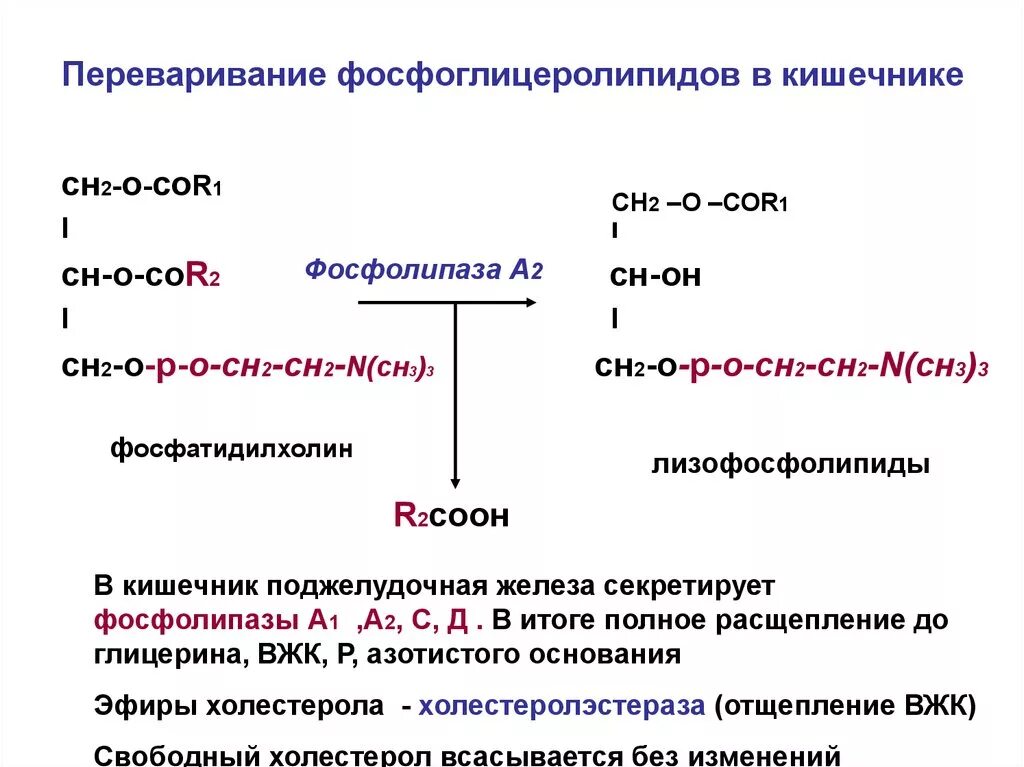 Ферменты расщепления липидов. Переваривание фосфолипидов схема. Переваривание глицерофосфолипидов. Реакция катализируемая фосфолипазой а2. Гидролиз фосфатидилэтаноламина под действием фосфолипазы с.