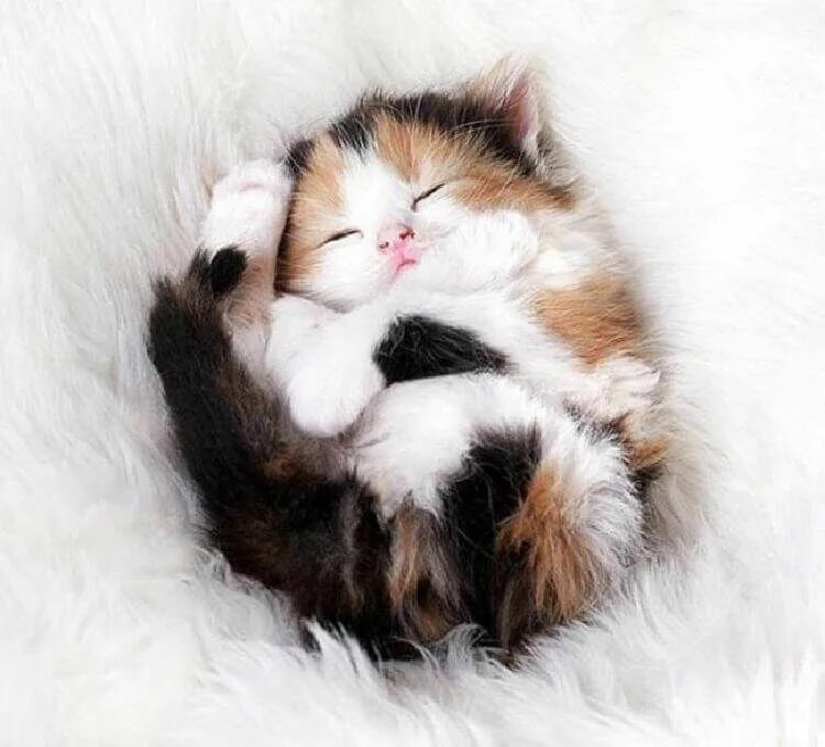 Добро кошка. Милые котики. Милый котенок сладко спит. Милый котенок спит. Котенок мило спит.