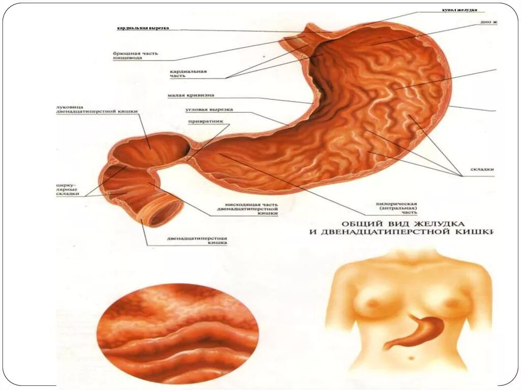 Анатомия желудок купол. Слизистая желудка состоит