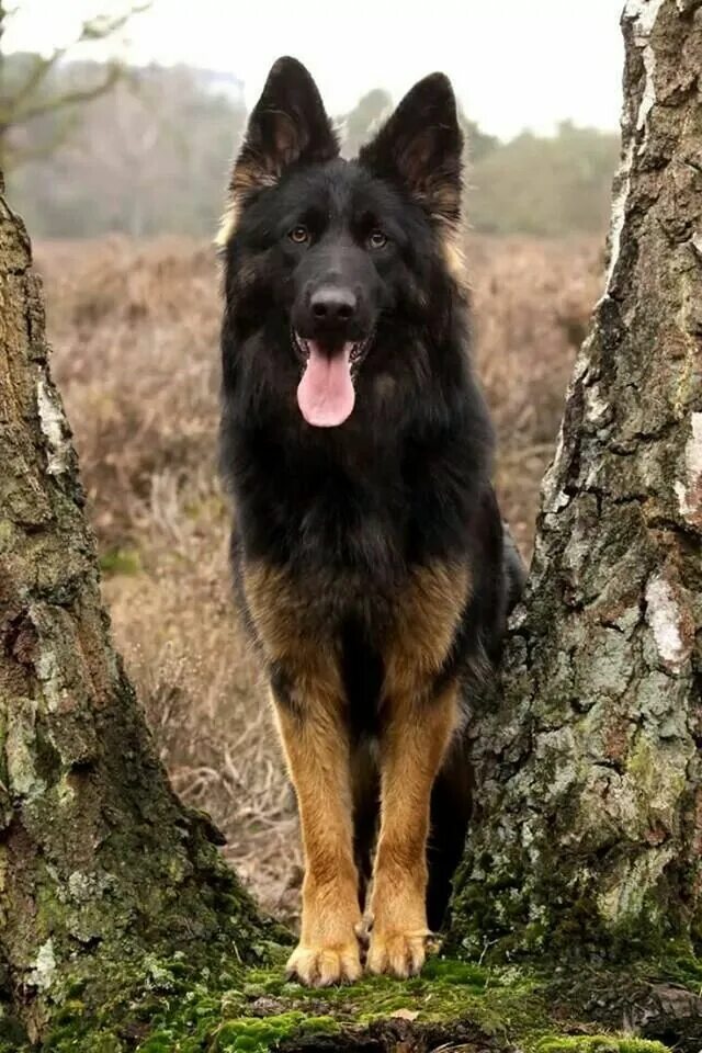 Овчарка шипперке. Шилонская овчарка shiloh shepherd. Волкособ черный. Шилонская овчарка. Шипперке порода собак.