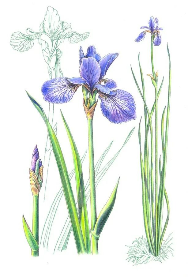 Iris pdf