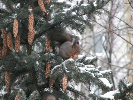 Собирает зима поедает