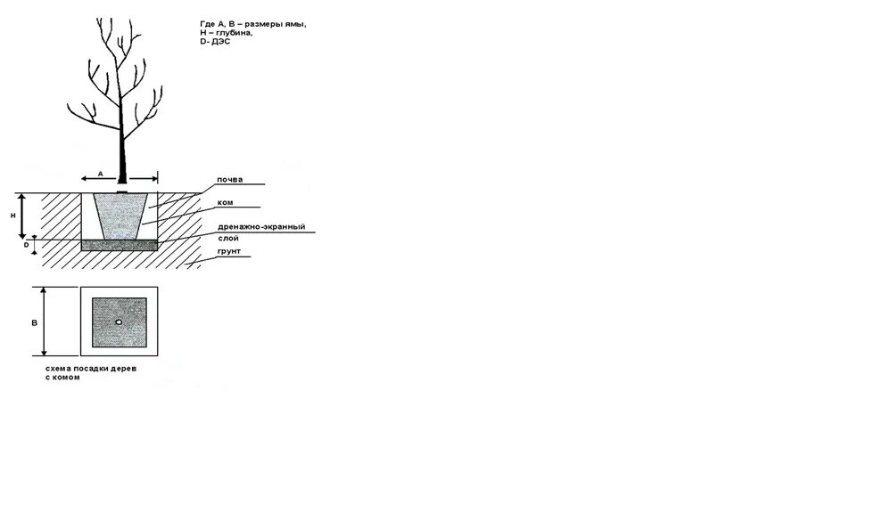 Схема посадки древесных растений. Схема посадки древесно-кустарниковых. Технология посадки древесно-кустарниковой растительности. Способы посадки древесных растений. Предлагать способ пересадки деревьев