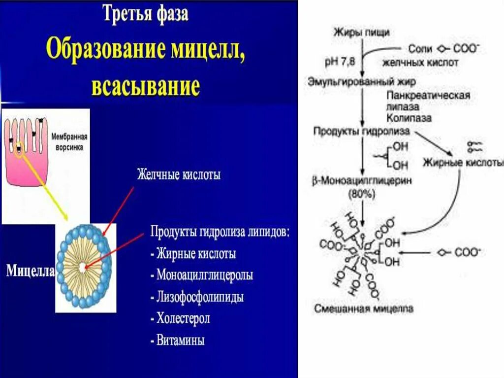 Липаза липиды. Пути образования липидов в тканях человека. Колипаза это биохимия. Биосинтез липидов в нервной ткани. Схема всасывания липидов.